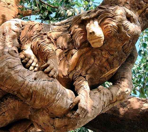 کندهﻛﺎری های بسیار هنرمندانه و خلاقانه روی تنه درختی کهنسال