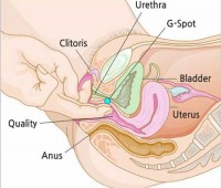 نقطه جی, نقطه جی(G-Spot) در زنان, نقطه G در زنان, واژن, اندام تناسلی زنانه, پیدا کردن نقطه جی در زنان, راههای افزایش لذت جنسی, دانستنیهای جنسی, لذت جنسی ,رابطه جنسی
