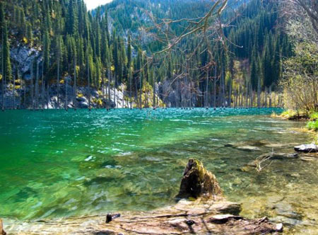 جنگل, جنگلهای عجیب, جنگلهای شگفت انگیز, جنگلهای ترسناک, Aokigahara در ژاپن, Aokigahara در ژاپن, غار جنگل پسر دونگا, انجیر هندی بزرگ در هند, Dedvley ,نامیبیا
