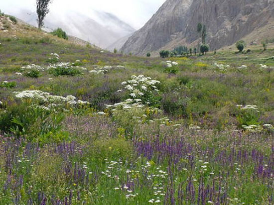تنگه ساواشی , تنگه واشی ,شهر فیروزکوه , تهران, دماوند, دشت ساواشی