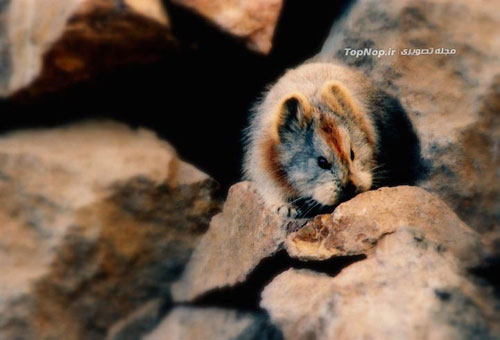 عکس خرگوش جادوئی - Ili pika - Ochotona iliensis - چین - پیکا - خرگوش بیدم - خرگوش بی دم