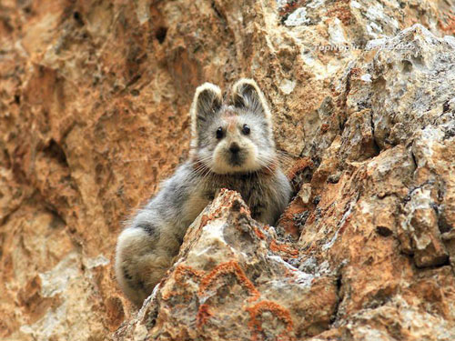 Ili pika - عکس خرگوش جادویی - Ili pika - Ochotona iliensis - چین - پیکا - خرگوش بیدم - خرگوش بی دم