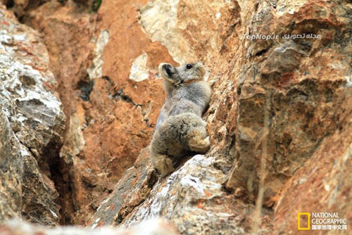 عکس خرگوش جادوئی - Ili pika - Ochotona iliensis - چین - پیکا - خرگوش بیدم - خرگوش بی دم