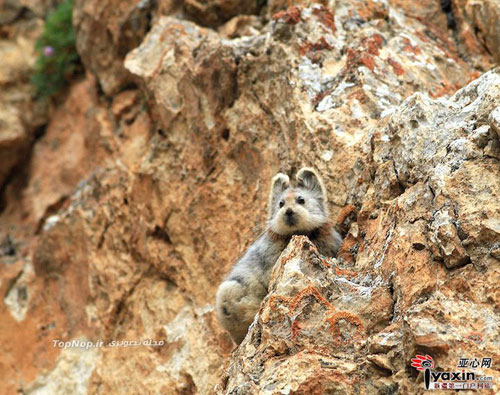 عکس خرگوش جادوئی - Ili pika - Ochotona iliensis - چین - پیکا - خرگوش بیدم - خرگوش بی دم