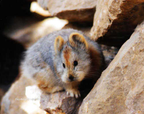 عکس خرگوش جادوئی - Ili pika - Ochotona iliensis - چین - پیکا - خرگوش بیدم - خرگوش بی دم
