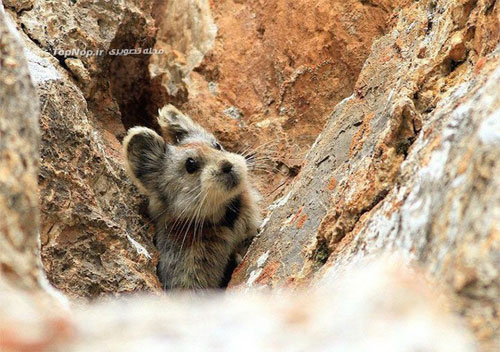 عکس خرگوش جادوئی - Ili pika - Ochotona iliensis - چین - پیکا - خرگوش بیدم - خرگوش بی دم