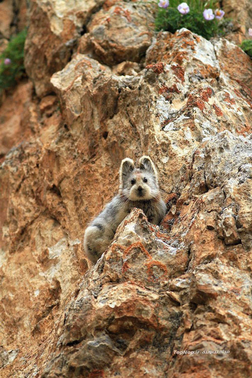 Ili pika - خرگوش جادویی - عکس خرگوش جادویی - Ili pika - Ochotona iliensis - چین - پیکا - خرگوش بیدم - خرگوش بی دم