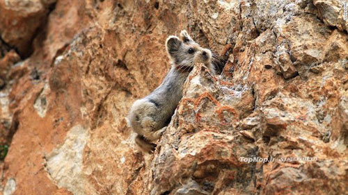 Ili pika - خرگوش جادویی - عکس خرگوش جادویی - Ili pika - Ochotona iliensis - چین - پیکا - خرگوش بیدم - خرگوش بی دم