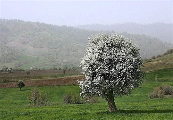 عکس منظره های زیبای بهاری - طبیعت در بهار - عکس های دیدنی و زیبا