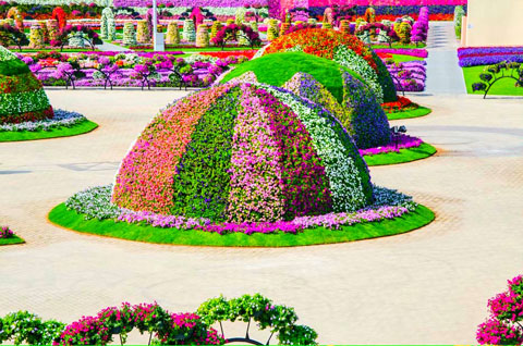 Dubai-Miracle-Garden-221