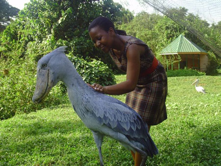 لک لک نیل - Shoebill Stork لک لک نیل - Shoebill Stork