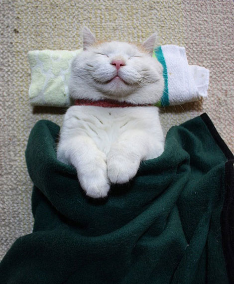 smiling-cat-31__605