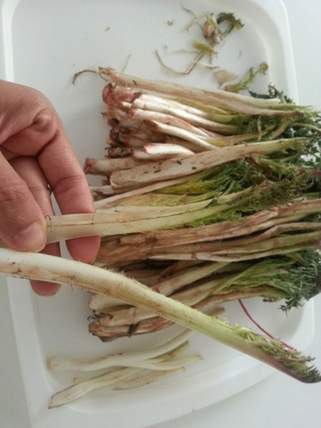 نحوه تمیز کردن کنگر،پاک کردن کنگر طرز تمیزکردن کنگر,تکنیک های پاک کردن کنگر