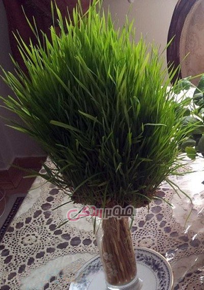 آموزش سبز کردن خوشه گندم آموزش سبز کردن خوشه گندم