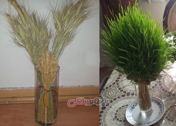 آموزش سبز کردن خوشه گندم آموزش سبز کردن خوشه گندم