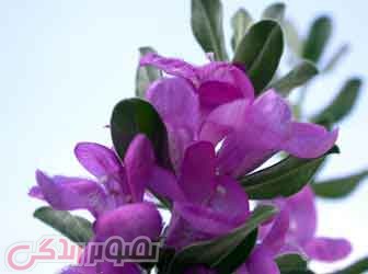 تقویت قوای جنسی با گیاه مریم گلی