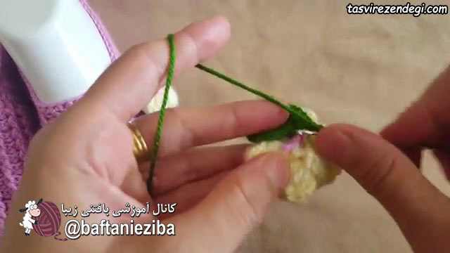 آموزش بافت برگ