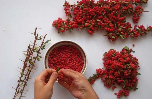 دانه کردن زرشک تازه