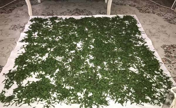 خشک کردن نعنا در سایه