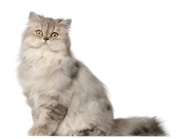 persian cat
