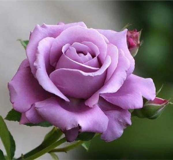 گل رز یاسی