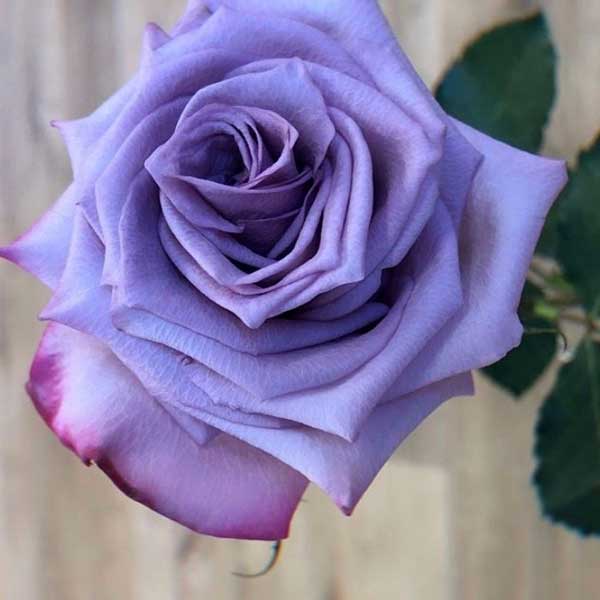 عکس پروفایل گل رز یاسی رنگ