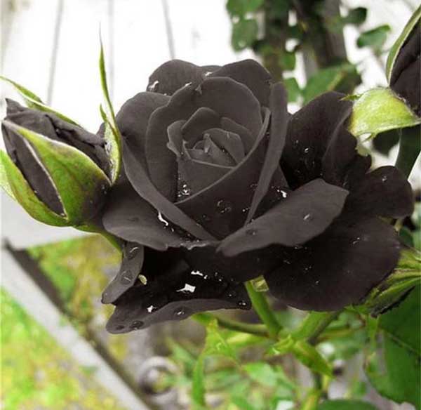 عکس پروفایل گل رز سیاه مشکی
