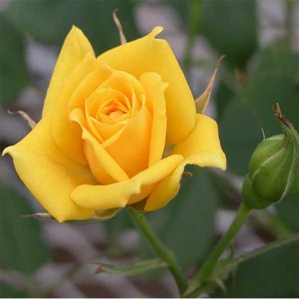 عکس پروفایل گل رز زرد
