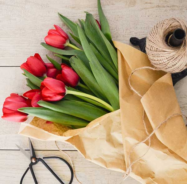 عکس گل لاله قرمز با زمینه سیاه