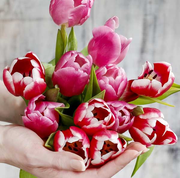 عکس گل لاله قرمز با زمینه سیاه