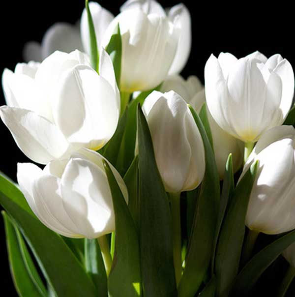 عکس گل لاله سفید