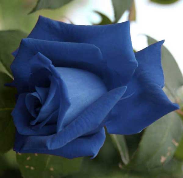 گل رز آبی