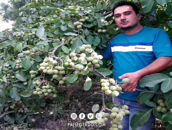 خرید نهال گردو