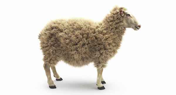 نمونه ای از یک میش