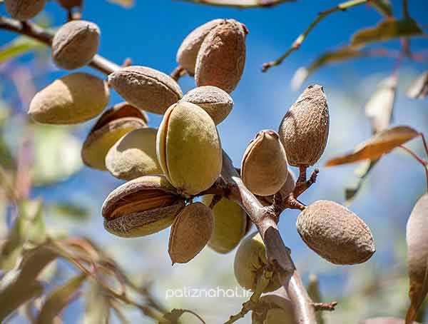 خرید و فروش نهال بادام عمده پیوندی