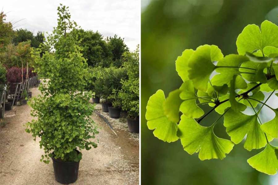 ایده های ناب اجرا نشده و ایده های ناب استارتاپی