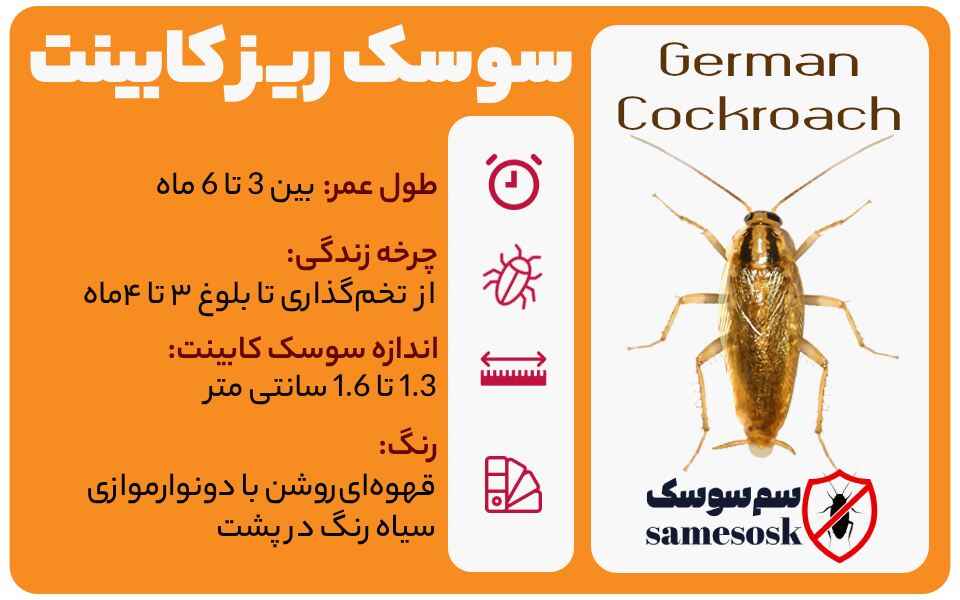 سوسک کابینت - سوسک آلمانی