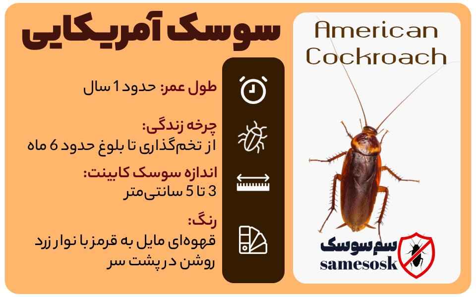سوسک فاضلاب - سوسک آمریکایی