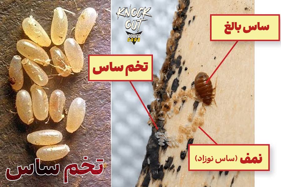 عکس بچه ساس – تخم ساس - تخم ساس چه شکلیه
