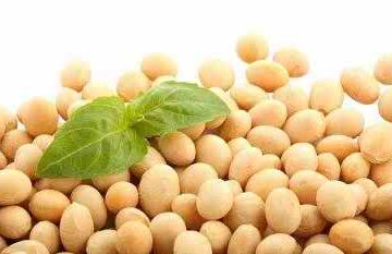 فواید سویا و مضرات آن