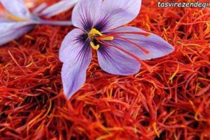شناسایی زعفران تقلبی