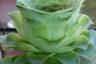 Greenovia Dodrentalis زیباترین کاکتوس جهان به شکل گل رز