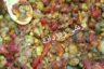 طرز تهیه ترشی ریزدانه فوق العاده خوشمزه