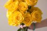 عکس گل رز برای پروفایل تلگرام و اینستاگرام