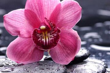 عکس پروفایل گل ارکیده برای تلگرام و استوری اینستاگرام