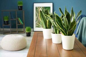Houseplants-(3)