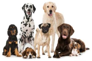 Dogs