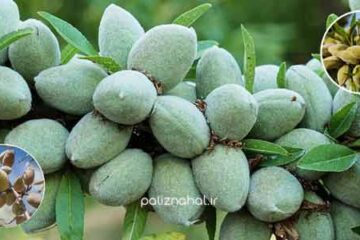 ترفندهای نگهداری از ۳ رقم پربازده نهال بادام برای درآمد بیشتر