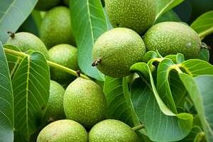 نهالستان در اهواز