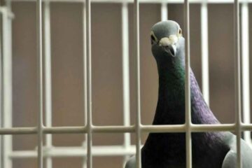 شکایت از همسایه بابت کبوترپرانی و نگهداری سگ در آپارتمان